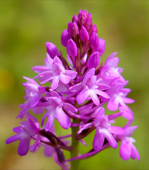 Pyramidenorchis