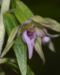 Schmallippige Stendelwurz