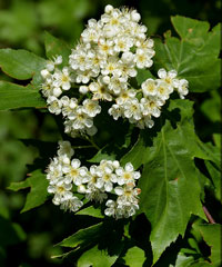 Elsbeere