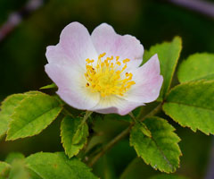 Kleinblütige Rose