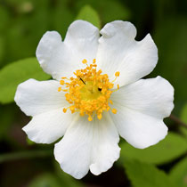 Kriechende Rose