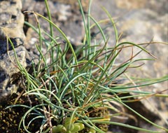 Blasser Schaf-Schwingel