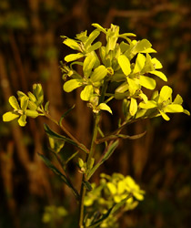 Bleicher Schöterich
