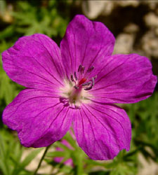 Blutroter Storchschnabel