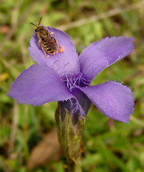 Gewöhnlicher Fransenenzian