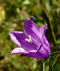 Glockenblume