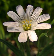 Große Sternmiere