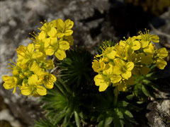 Immergrünes Felsenblümchen