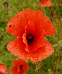 Klatsch-Mohn