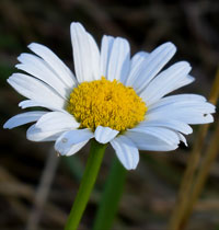 Magerwiesen-Margerite