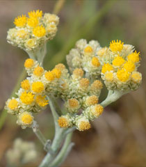 Sand-Strohblume