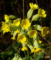 Wiesen-Schlüsselblume