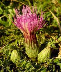 Stengellose Kratzdistel