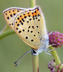 Brauner Feuerfalter