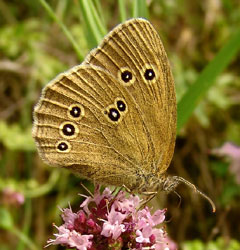 Brauner Waldvogel