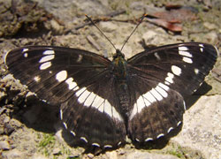 Kleiner Eisvogel