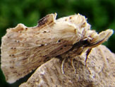 Zufallsbild