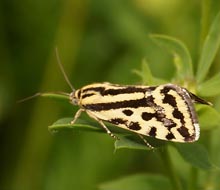Ackerwinden-Bunteulchen