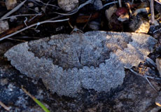 Aschgrauer Steinspanner