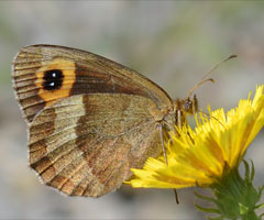 Graubindiger Mohrenfalter