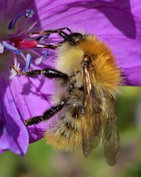 Ackerhummel