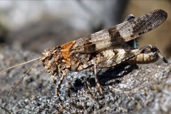 Blauflügelige Ödlandschrecke