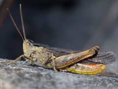 Brauner Grashüpfer
