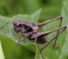Gewöhnliche Strauchschrecke