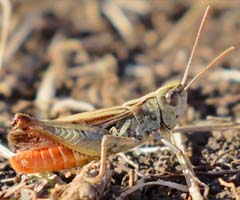 Rotleibiger Grashüpfer