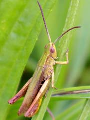 Wiesengrashüpfer