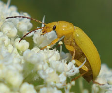 Schwefelkäfer