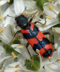 Zottiger Bienenkäfer