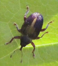 Zweifarbiger Eschenrüssler