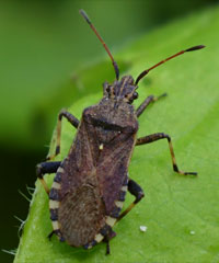 Dünnfühler-Randwanze