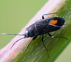 Rolanders Bodenwanze