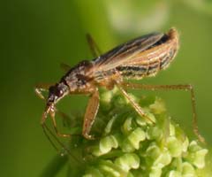 Rotbraune Sichelwanze