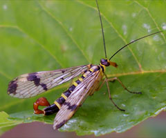 Gemeine Skorpionsfliege