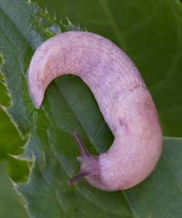 Einfarbige Ackerschnecke