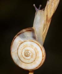 Östliche Heideschnecke