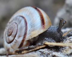 Quendelschnecke