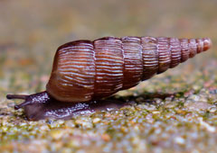 Gemeine Schließmundschnecke