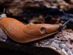 Spanische Wegschnecke