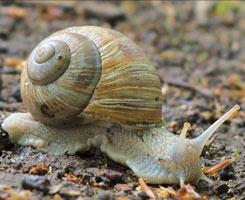 Weinbergschnecke