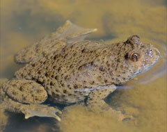 Gelbbauchunke