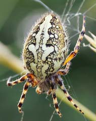 Eichblatt-Radspinne