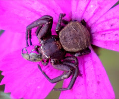 Heidekrabbenspinne