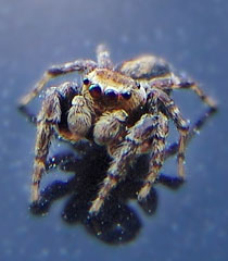 Springspinne