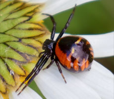 Südliche Glanz-Krabbenspinne