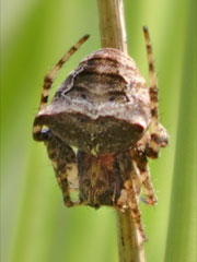 Zweibuckelkreuzspinne