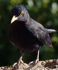 Amsel